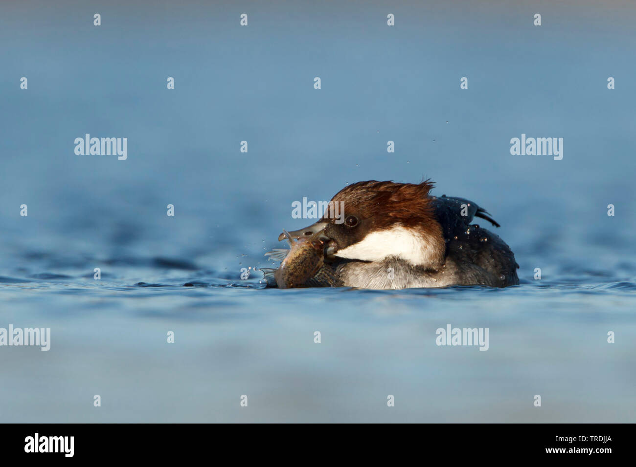 Smew (Mergellus albellus, Mergus albellus), smew con ruffe catturato, Paesi Bassi Olanda meridionale Foto Stock