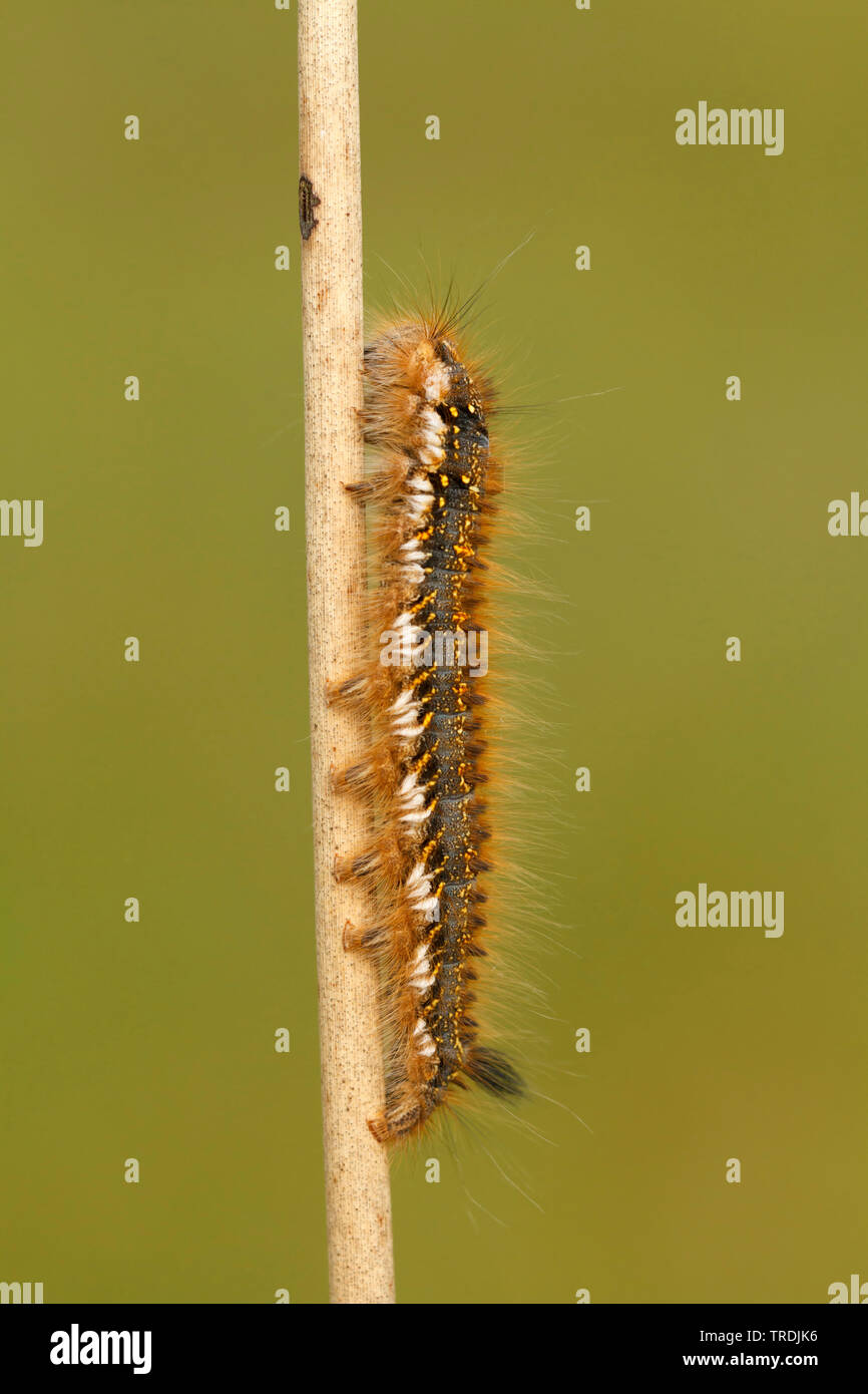 Il bevitore (Philudoria potatoria, Euthrix potatoria), Caterpillar, Paesi Bassi Foto Stock