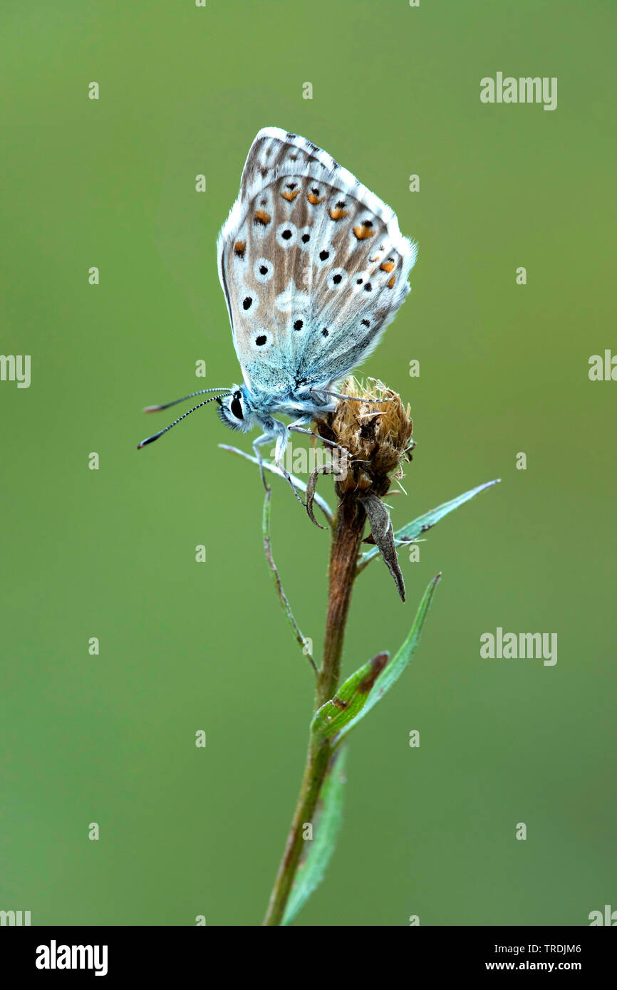 Chalkhill blu, Chalk Hill blu (Lysandra coridon, Polyommatus coridon, Meleageria coridon), seduto su un impianto, Germania, Eifel Foto Stock