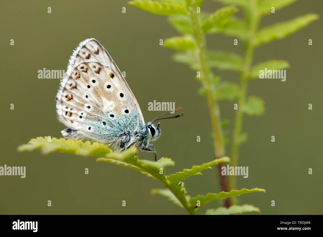 Chalkhill blu, Chalk Hill blu (Lysandra coridon, Polyommatus coridon, Meleageria coridon), seduto su un impianto, Germania, Eifel Foto Stock