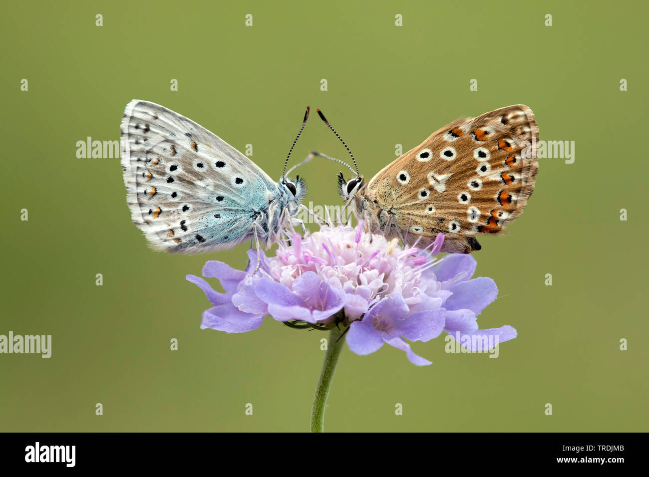 Chalkhill blu, Chalk Hill blu (Lysandra coridon, Polyommatus coridon, Meleageria coridon), coppia seduta su un Knautia, Germania, Eifel Foto Stock