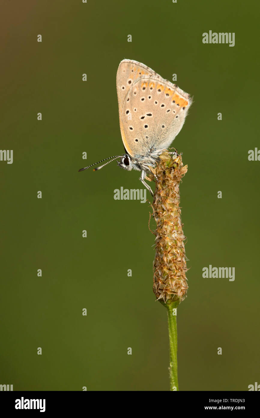 Viola-orlato di rame (Lycaena hippothoe, Palaeochrysophanus hippothoe), seduto su un impianto, Germania, Eifel Foto Stock