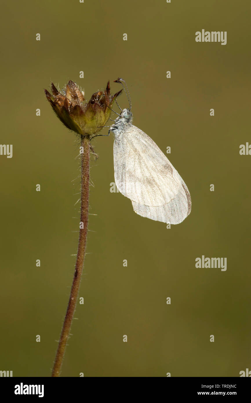 Legno bianco butterfly, legno bianco (Leptidea sinapis), in corrispondenza di un impianto, Germania, Eifel Foto Stock