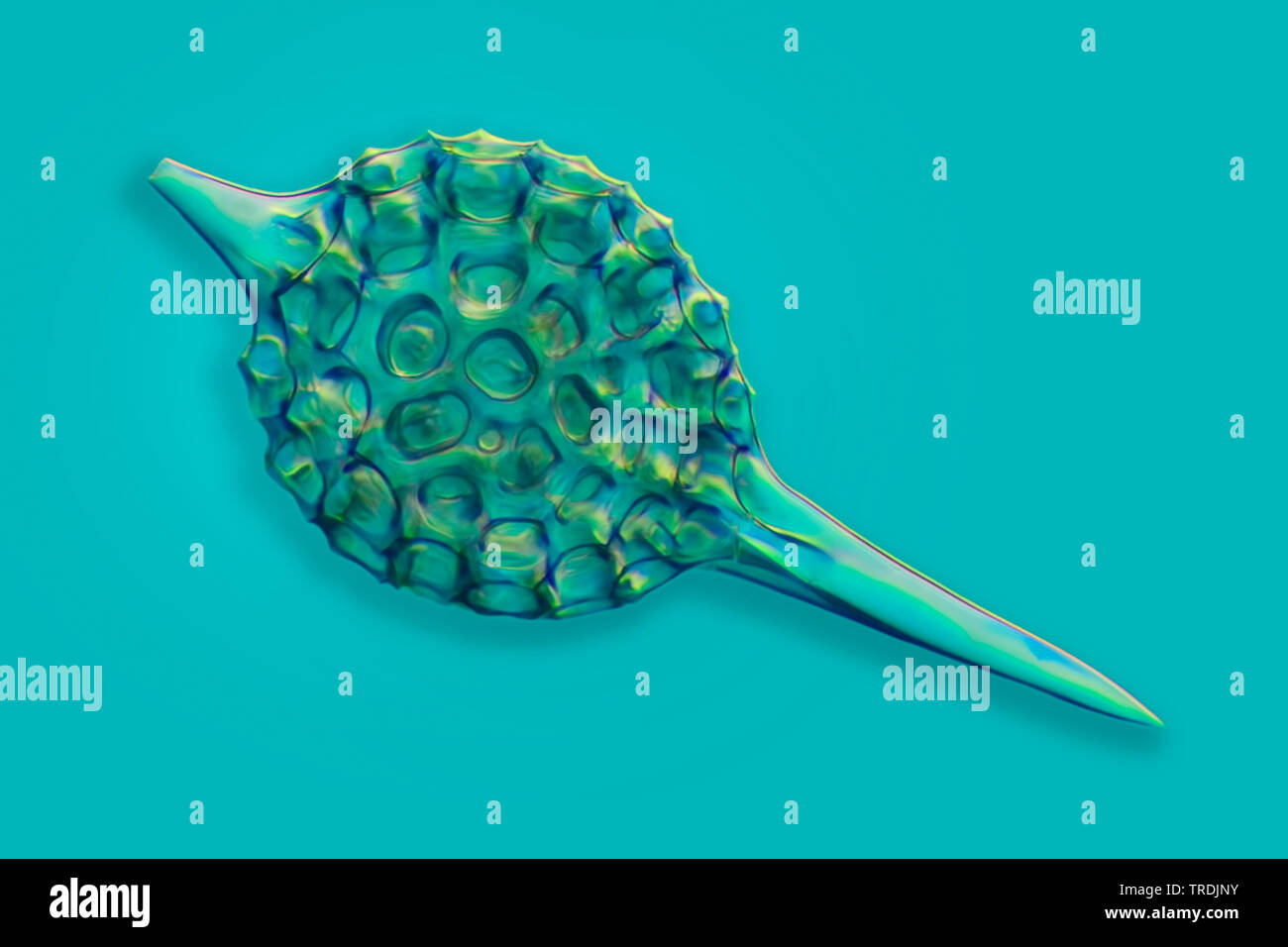 Radiolari (Radiolaria), radiolarian fossili ob Barbados isola con Rheinberg illuminazione, x 20 Foto Stock