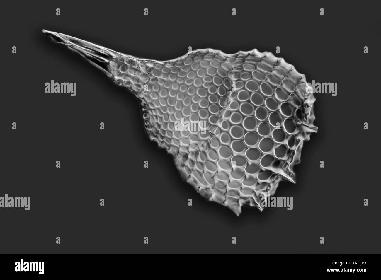 Radiolari (Radiolaria), radiolarian fossili ob Barbados isola con Rheinberg illuminazione, x 20 Foto Stock