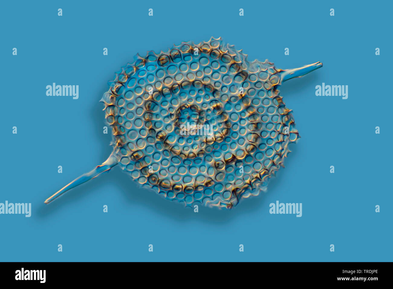 Radiolari (Radiolaria), radiolarian fossili ob Barbados isola con illuminazione a Rheinberg Foto Stock