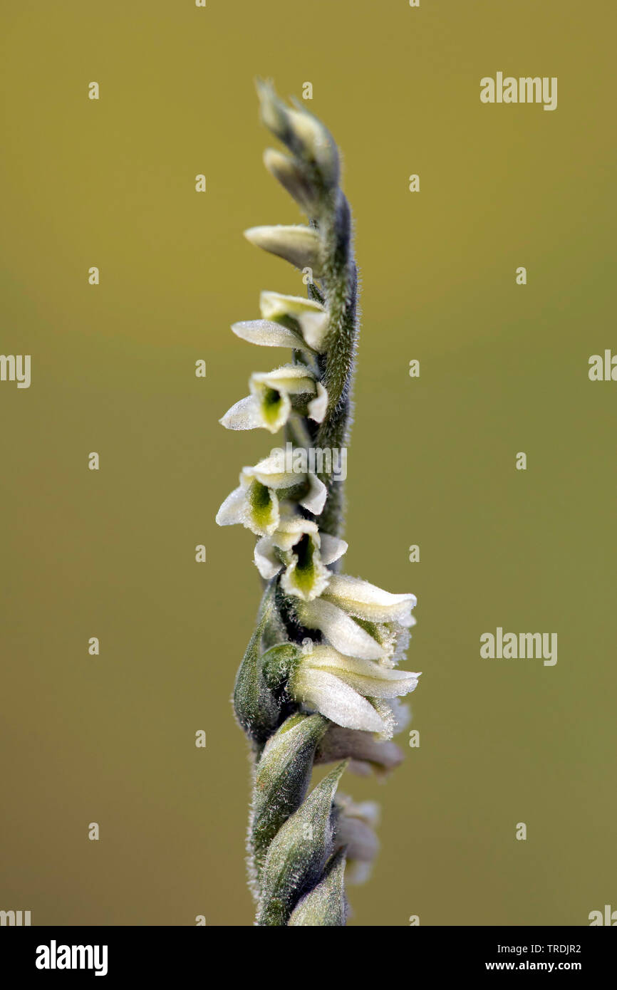 Autunno ladies'-tresses (Spiranthes spiralis), infiorescenza, Paesi Bassi Foto Stock