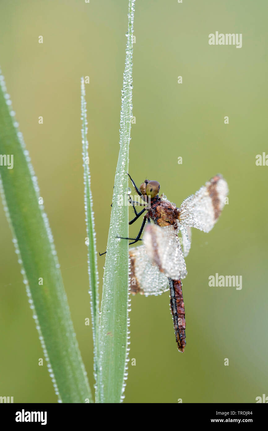 Nastrare sympetrum, nastrati darter (Sympetrum pedemontanum), con rugiada di mattina, Paesi Bassi Foto Stock