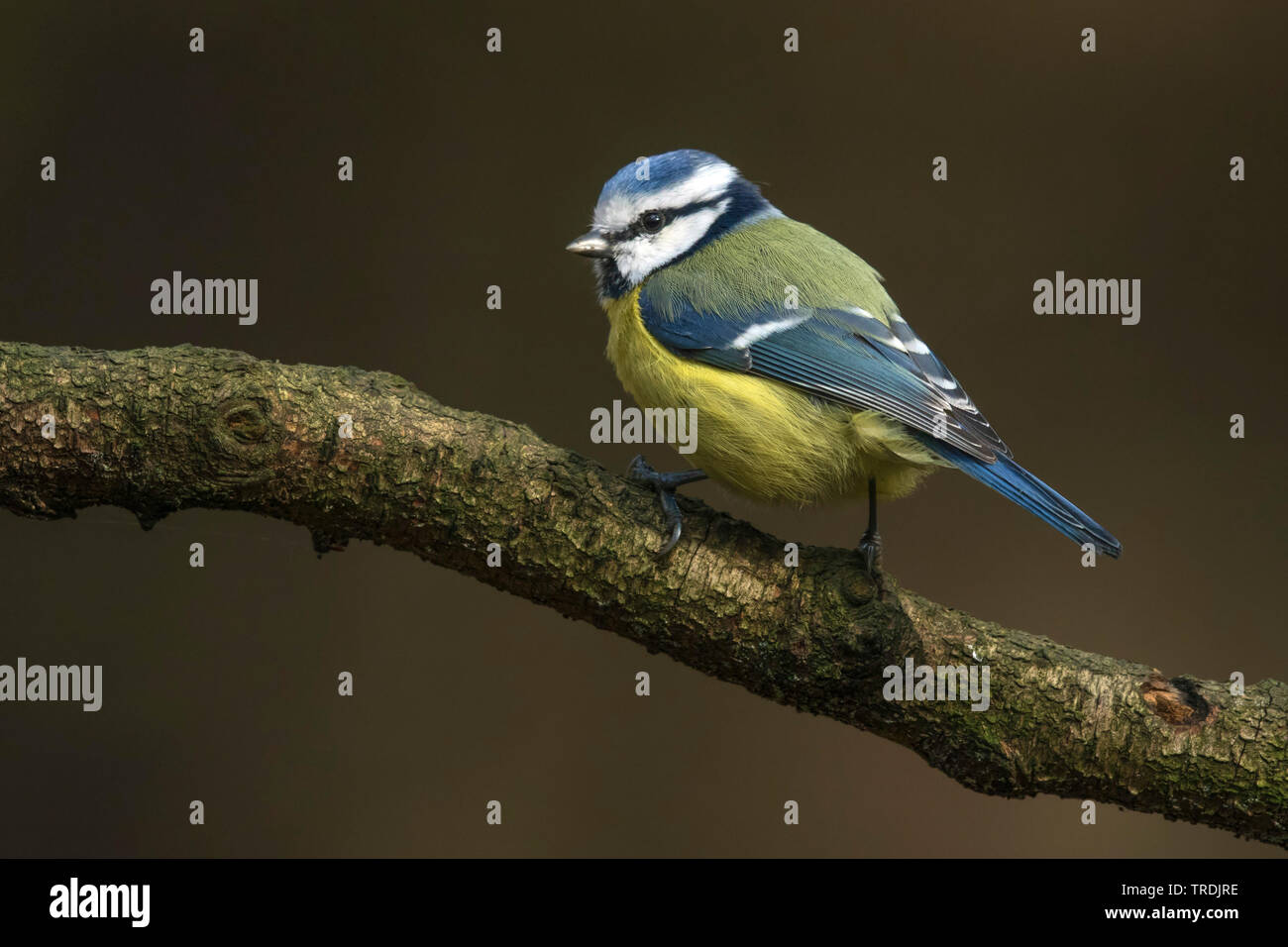 Tit blu (Parus caeruleus, Cyanistes caeruleus), appollaiate su un ramo, Paesi Bassi Foto Stock