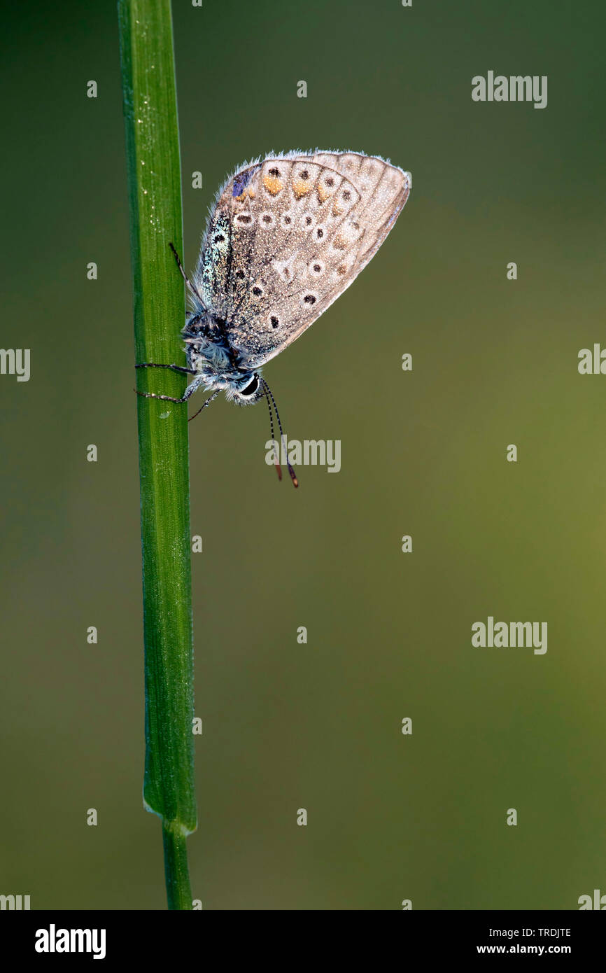 Comune (blu Polyommatus icarus), seduti a un'erba, Paesi Bassi Foto Stock