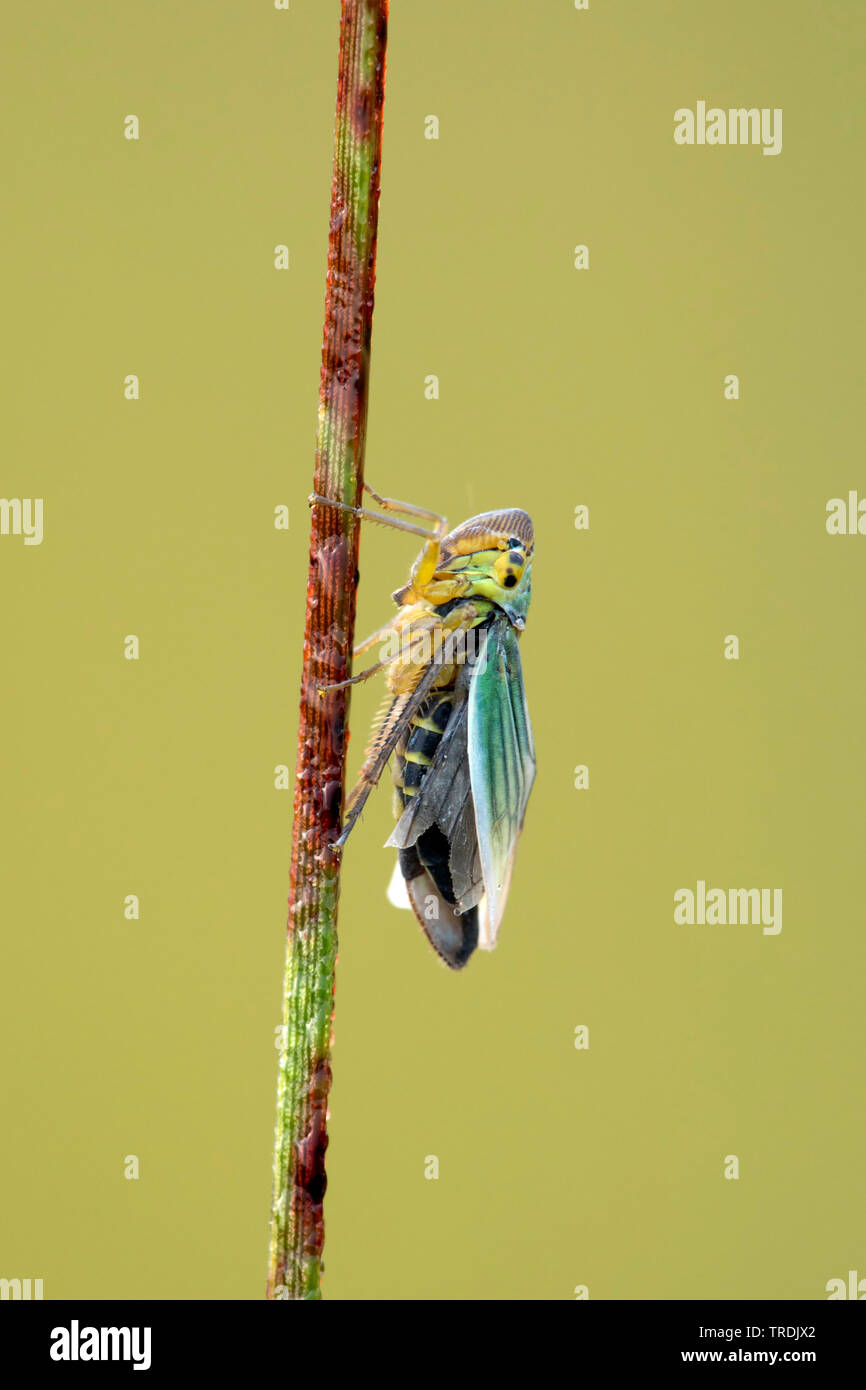 Groene Cicade; Verde Leafhoppers, Cicadella viridis (Cicadella viridis, Tettigella viridis), in corrispondenza di una corsa, Paesi Bassi Utrecht Foto Stock