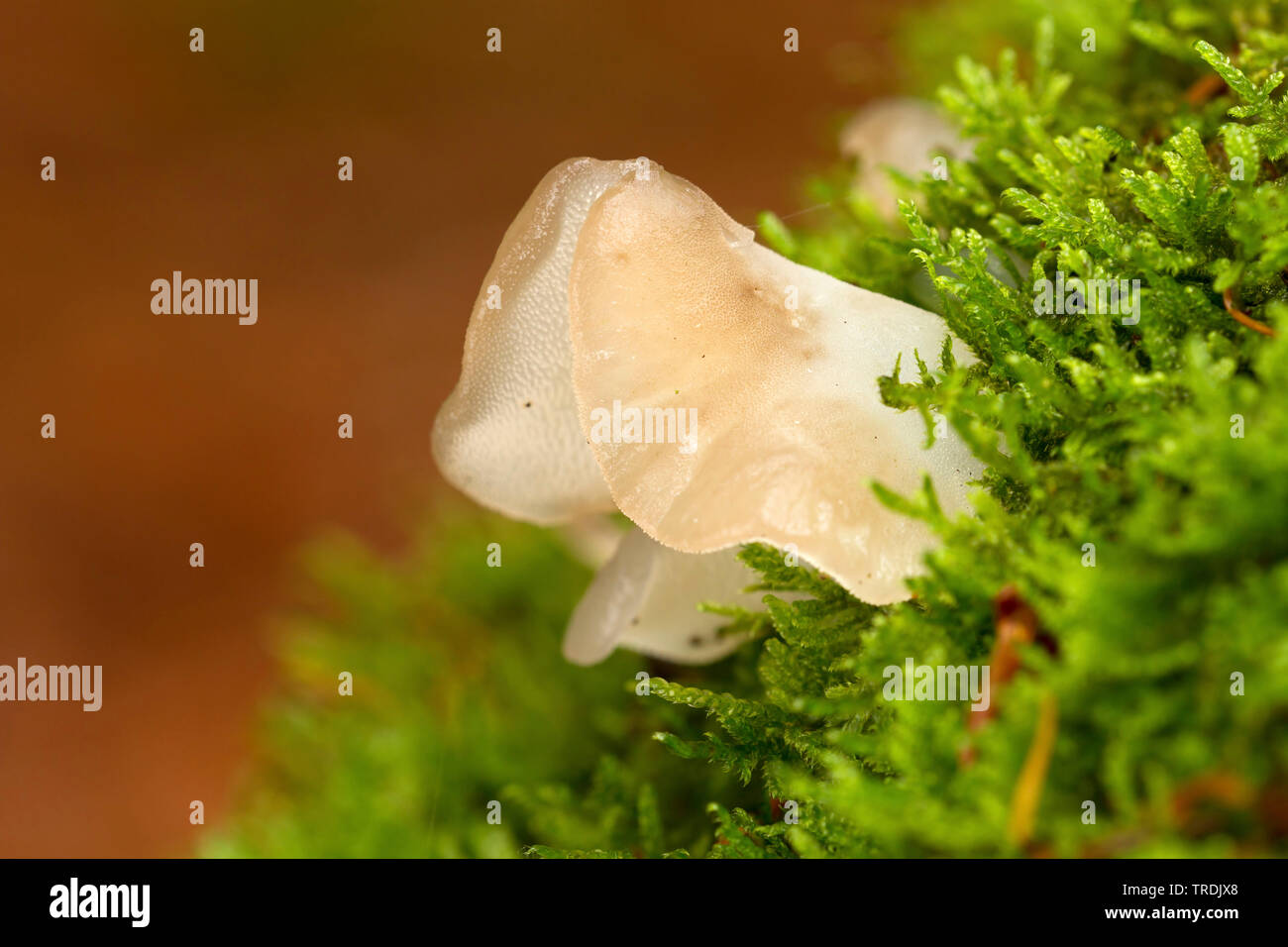 Jelly dente (Pseudohydnum gelatinosum), su deadwood, Paesi Bassi Foto Stock