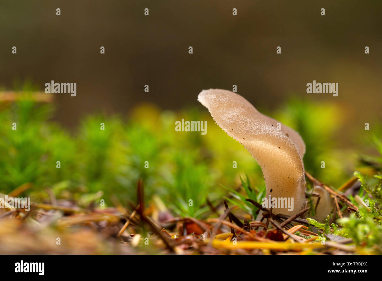 Jelly dente (Pseudohydnum gelatinosum), su deadwood, Paesi Bassi Foto Stock