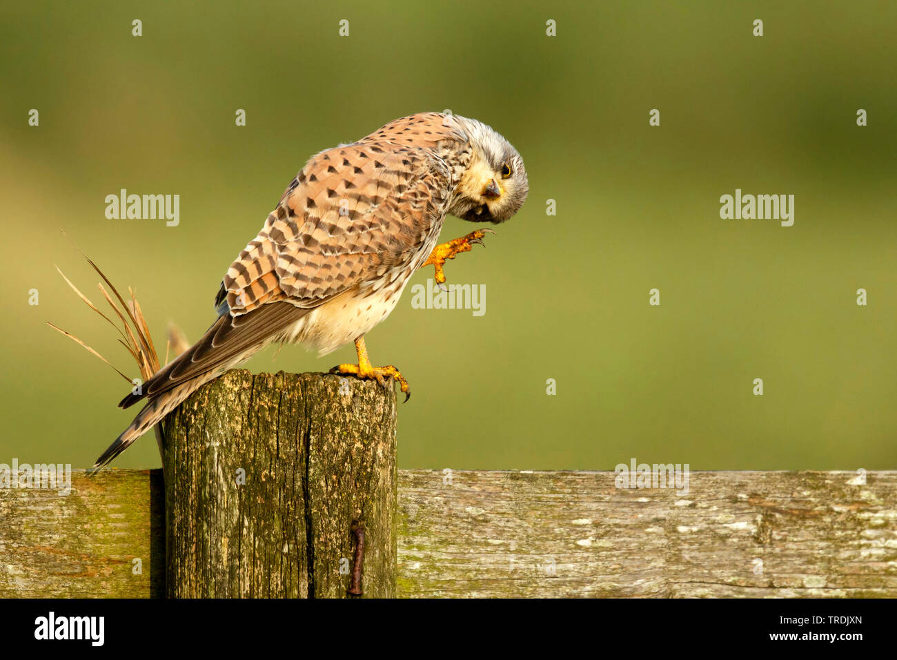 Unione gheppio, Eurasian gheppio, Vecchio Mondo gheppio, comune gheppio (Falco tinnunculus), maschio su un post, preening, Paesi Bassi Foto Stock