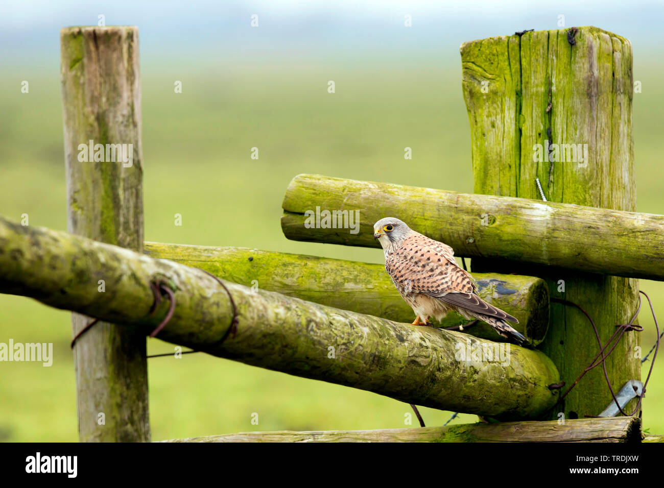 Unione gheppio, Eurasian gheppio, Vecchio Mondo gheppio, comune gheppio (Falco tinnunculus), maschio su un recinto, Paesi Bassi Foto Stock