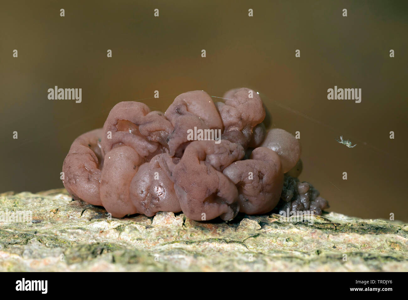 Brain-lile Jelly-disco (Ascotremella faginea), su deadwood, Paesi Bassi Utrecht Foto Stock