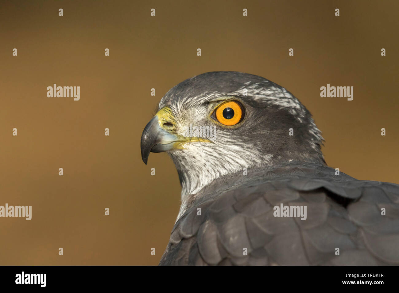 Astore (Accipiter gentilis), ritratto, vista laterale, Paesi Bassi Foto Stock