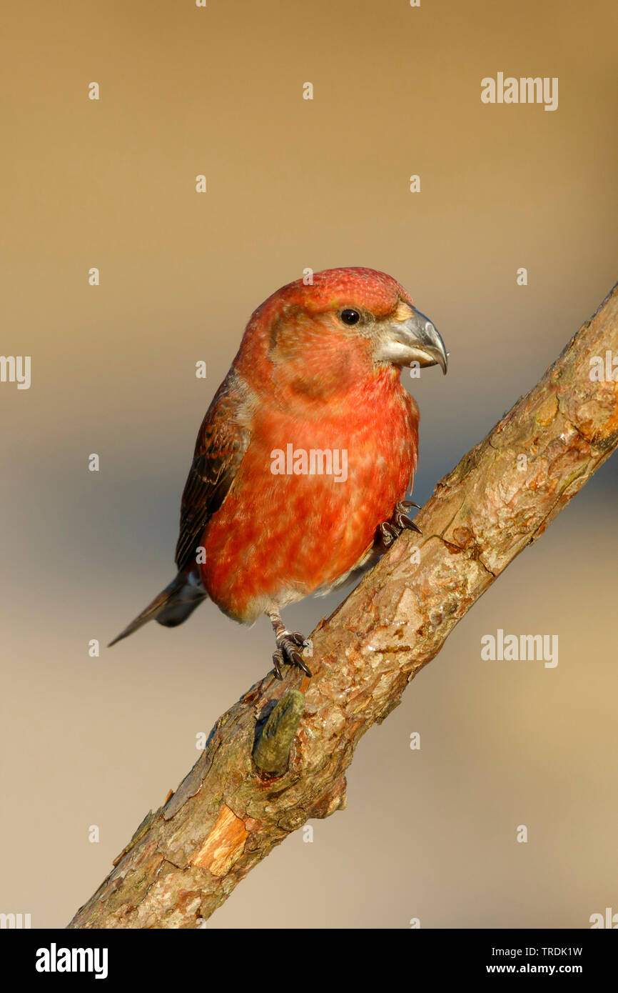 Parrot crossbill (Loxia pytyopsittacus), maschio appollaiate su un ramo, Paesi Bassi Foto Stock