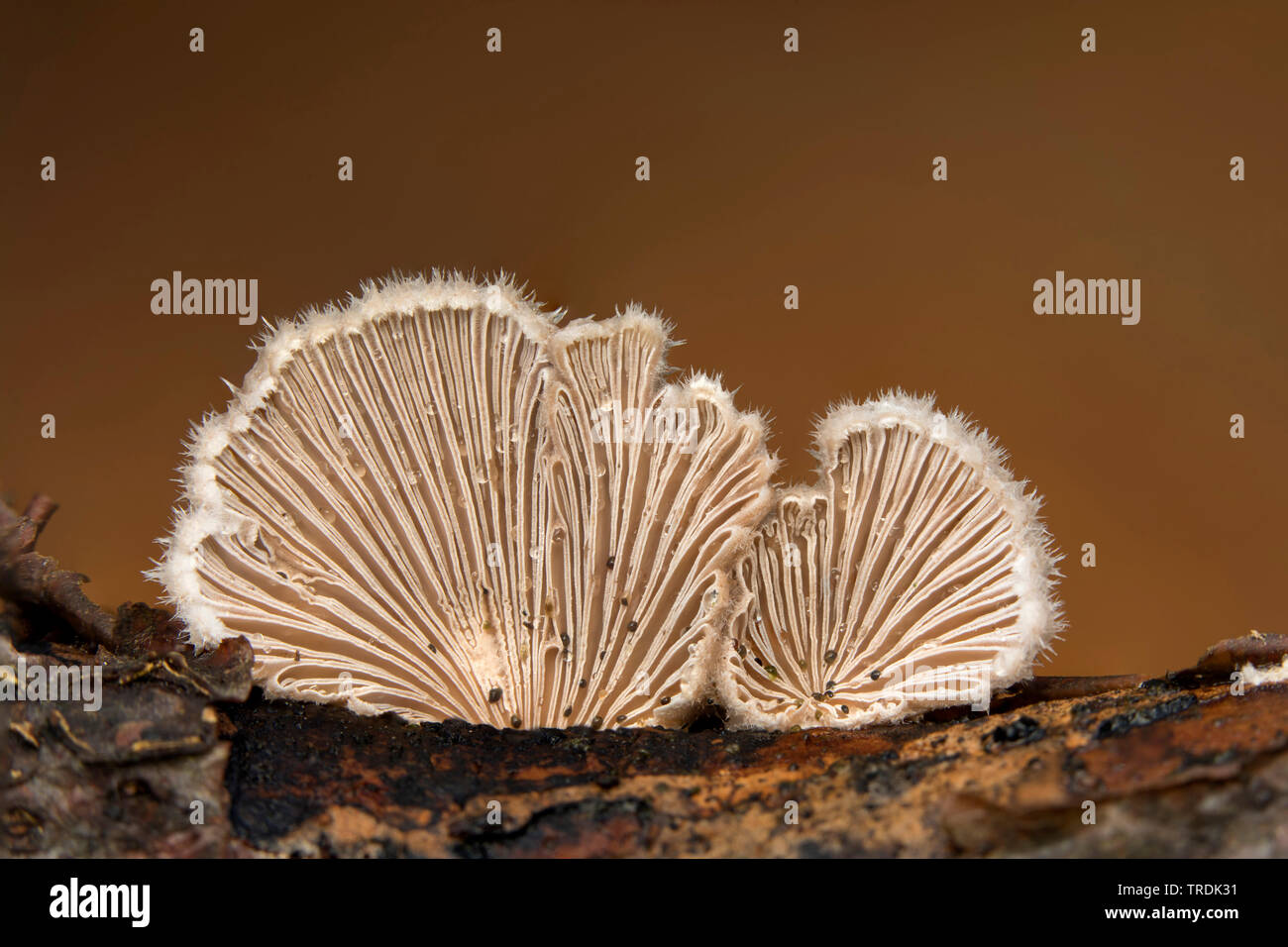 Comune (porecrust Schizophyllum comune), il terrore di legno, Paesi Bassi, Paesi Bassi del Nord Foto Stock