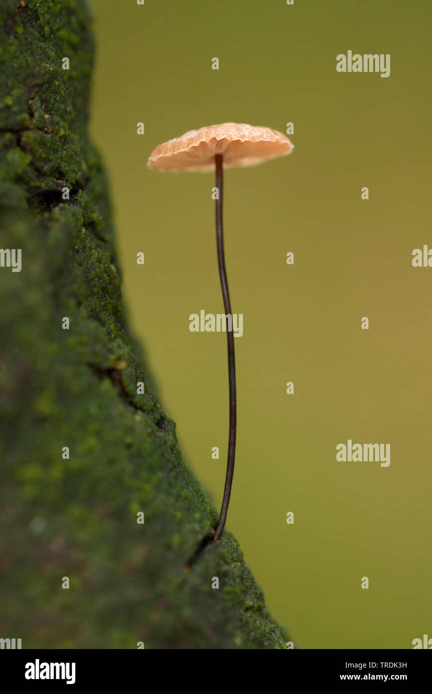 Paracadute a collare (Marasmius rotula), su legno, Paesi Bassi Foto Stock