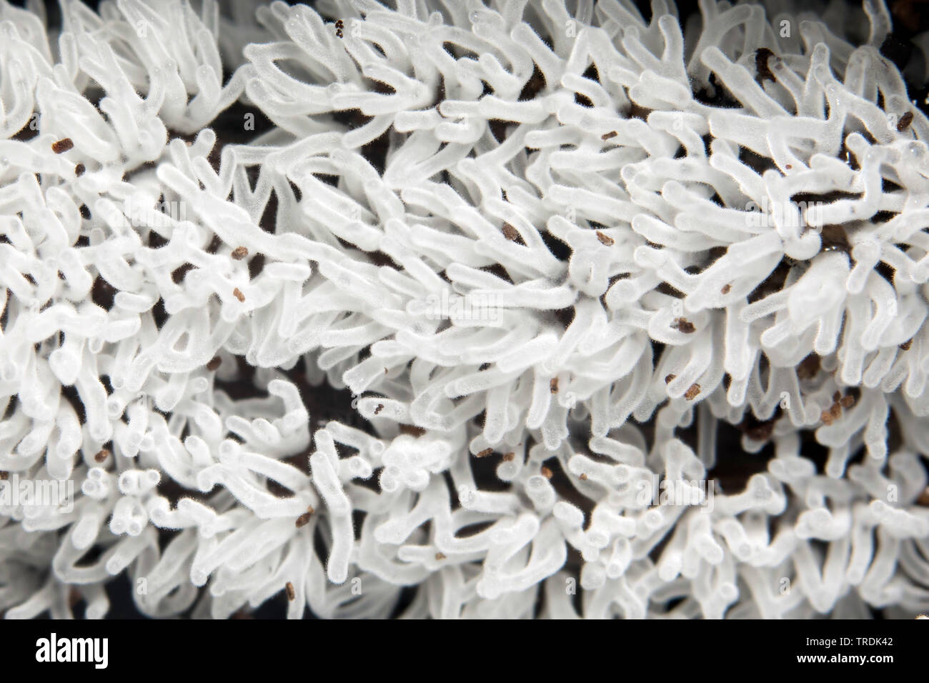 Coral slime stampo (Ceratiomyxa fruticulosa), sul legno morto, Paesi Bassi Foto Stock