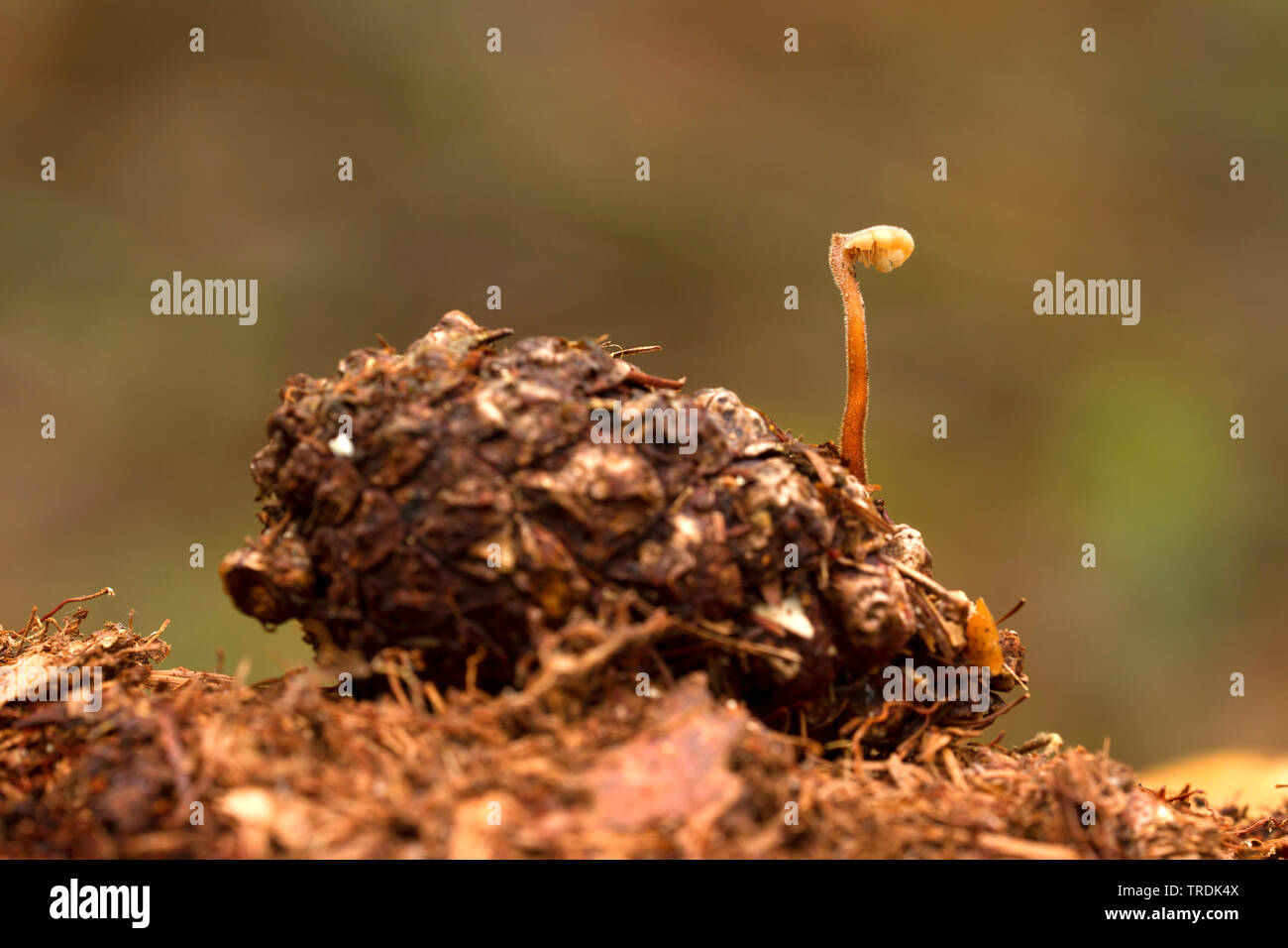 Fungo earpick (Auriscalpium vulgare), su un cono, Paesi Bassi Foto Stock