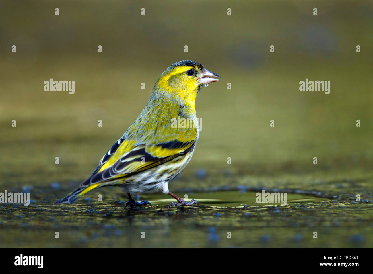 Abete (lucherino Carduelis spinus), maschio posatoi su una lastra di ghiaccio e acqua potabile, Paesi Bassi Foto Stock