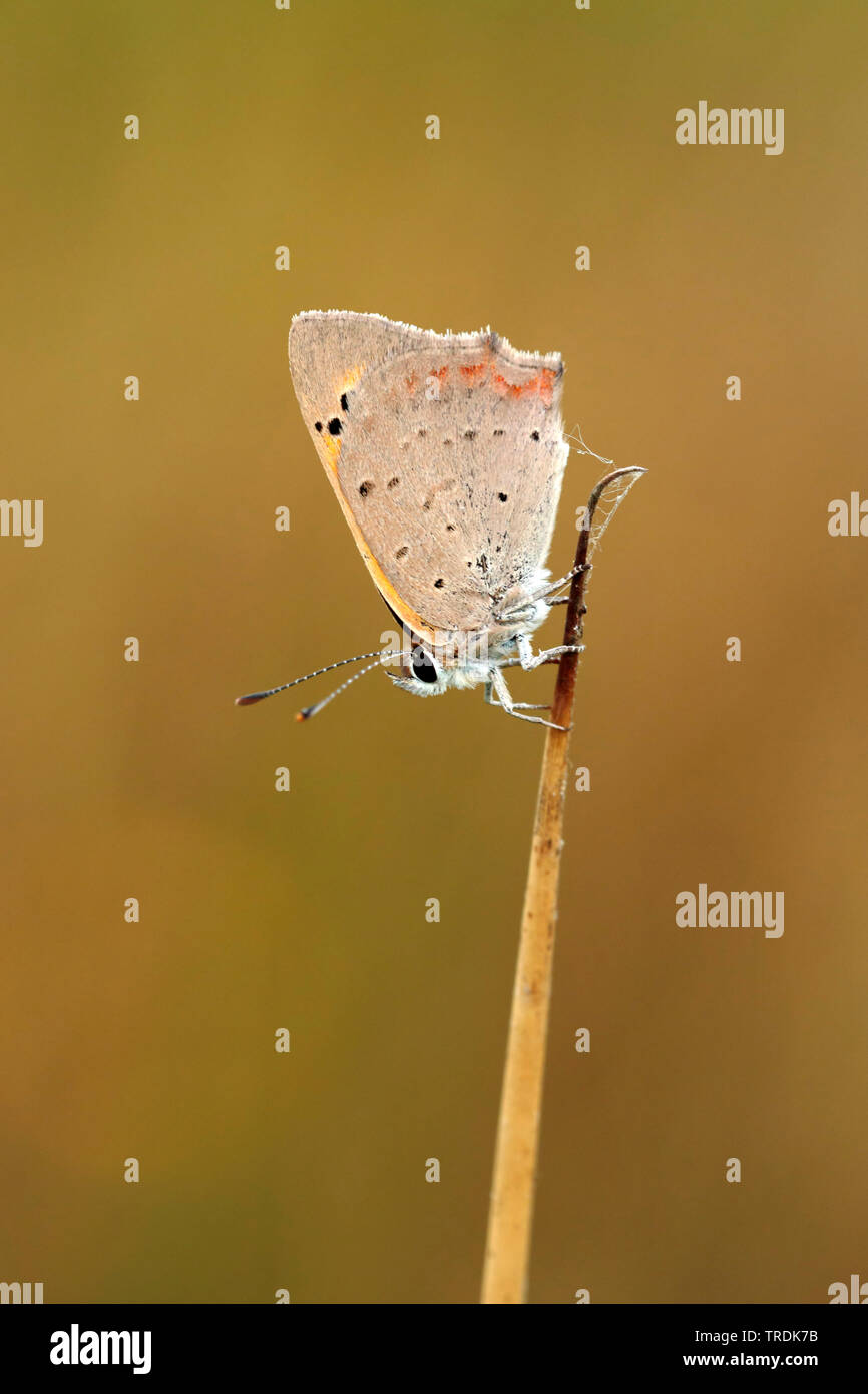 Piccola di rame (Lycaena phlaeas, Chrysophanus phlaeas), in corrispondenza di un germoglio, Paesi Bassi Foto Stock