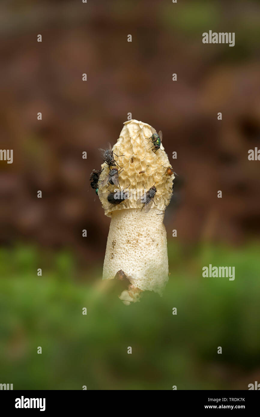 Stinkhorn (Phallus impudicus), corpo fruttifero, Paesi Bassi Utrecht Foto Stock