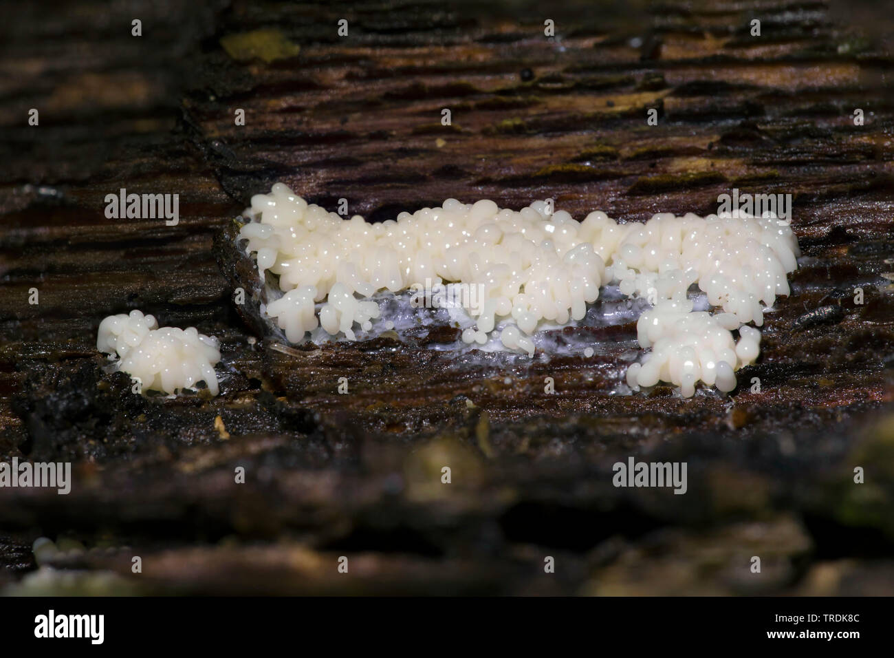 Stampo di fango sul legno morto, Paesi Bassi Utrecht Foto Stock