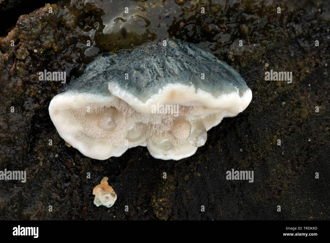 Blueing conifere staffa (Spongiporus caesius, Tyromyces caesius, Postia caesia), sul legno morto, Paesi Bassi, Paesi Bassi del Nord Foto Stock