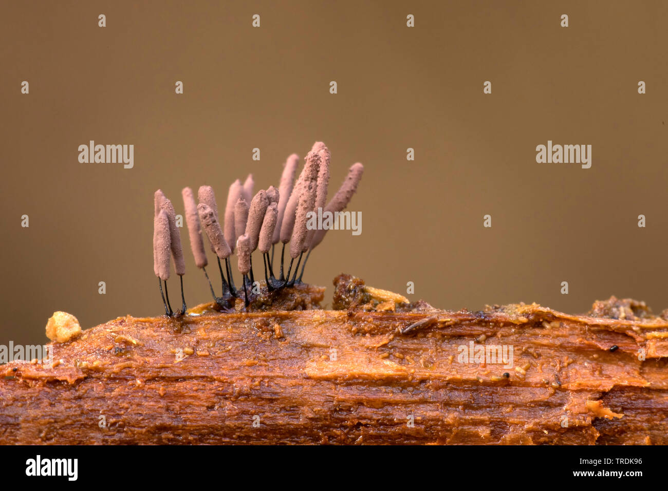 Stampo di fango (Stemonitis axifera), sul legno morto, Paesi Bassi Foto Stock