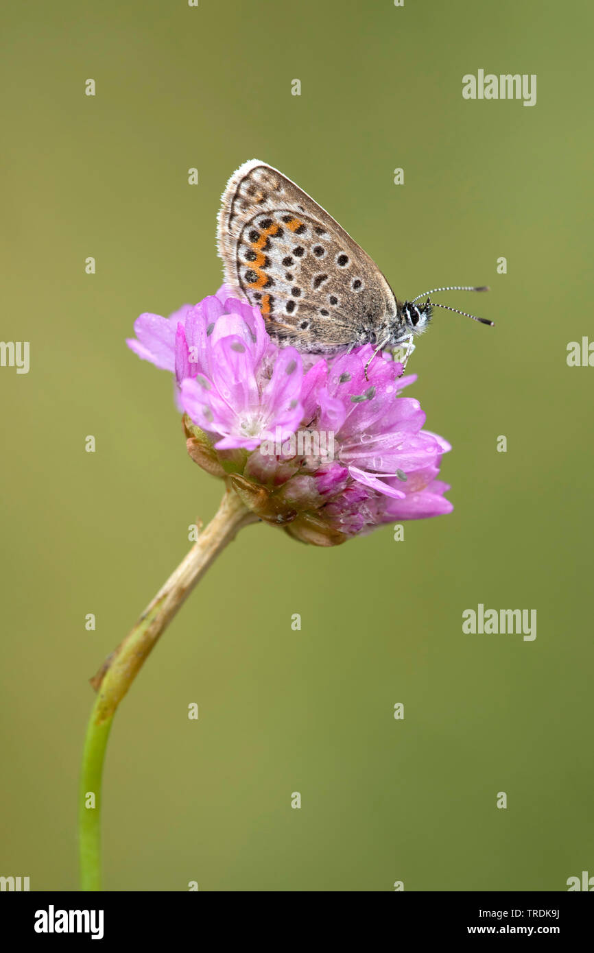 Argento-blu chiodati (Plebejus argus, Plebeius argus), seduti su parsimonia, Paesi Bassi Foto Stock