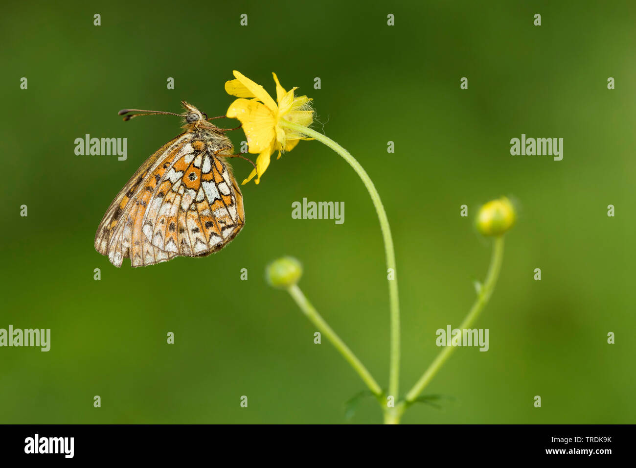 Piccola perla-delimitata fritillary (Clossiana selene, Boloria selene), a buttercup, Germania, Eifel Foto Stock