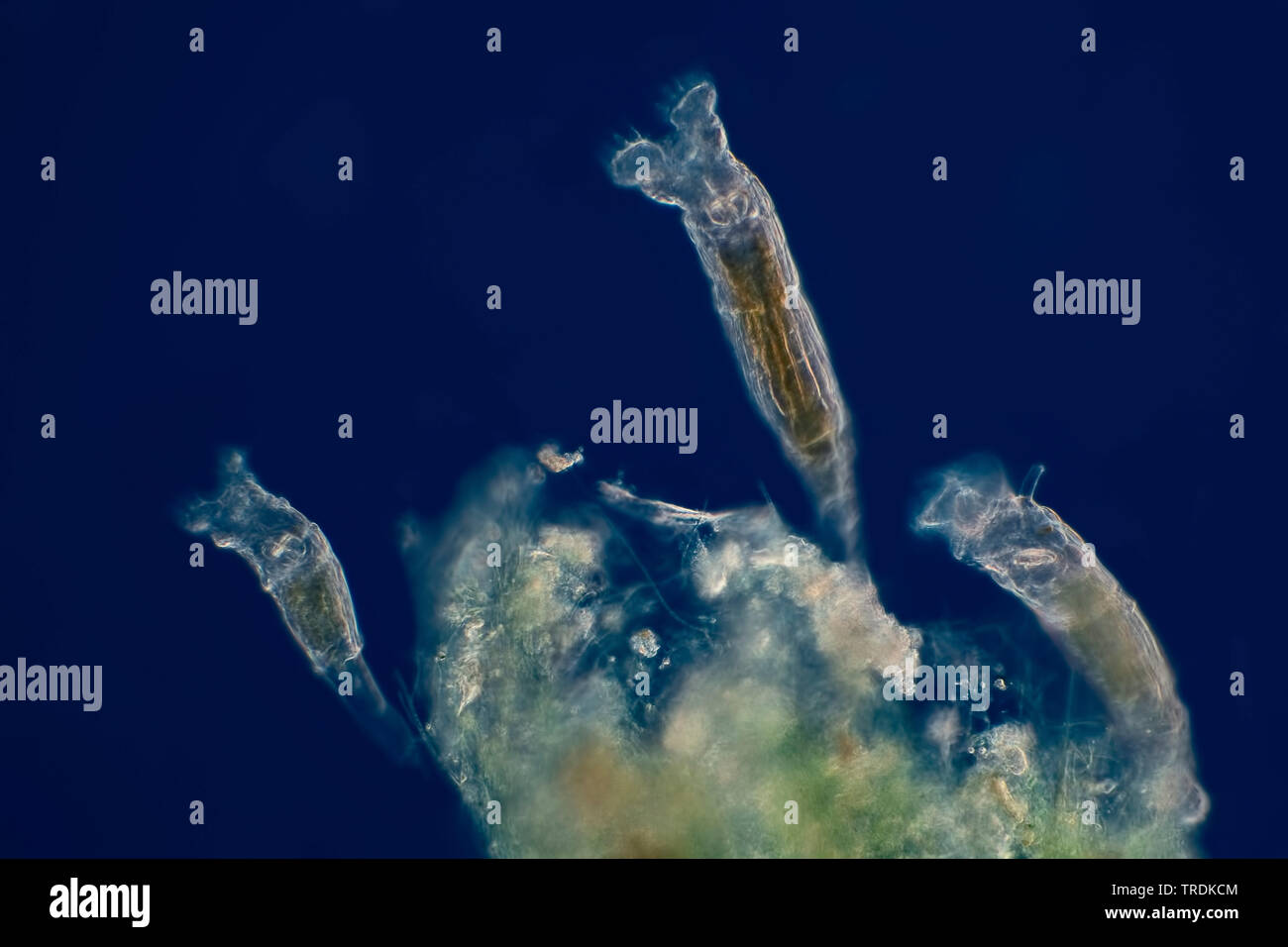 I rotiferi (rotatoria), con illuminazione a Rheinberg, x 40, GERMANIA Foto Stock