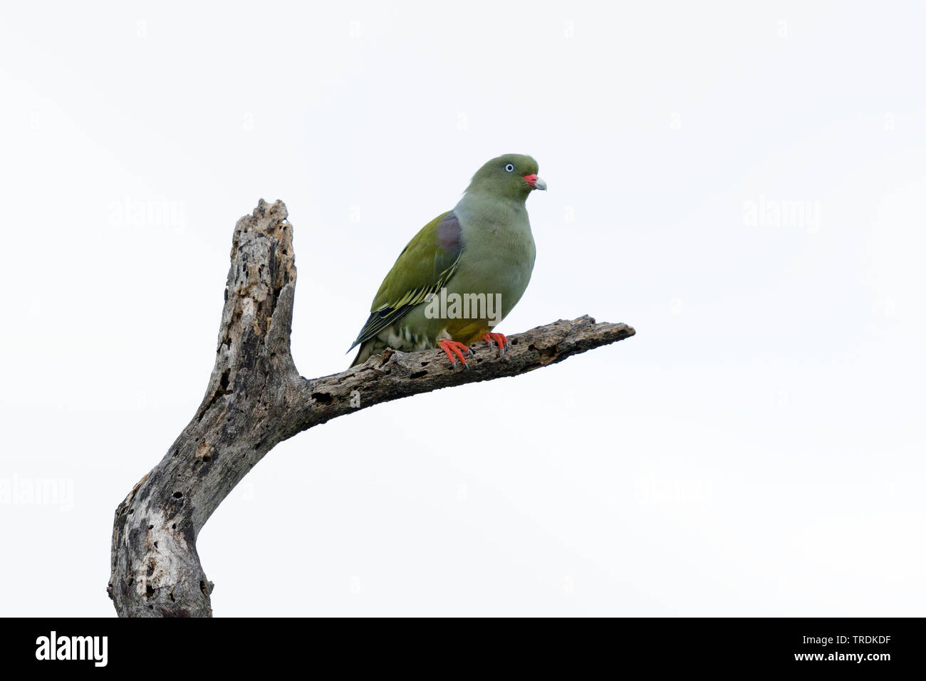 African Green Pigeon (Treron calva), appollaiate su un ramo morto, vista laterale, Sud Africa, Lowveld Krueger National Park Foto Stock
