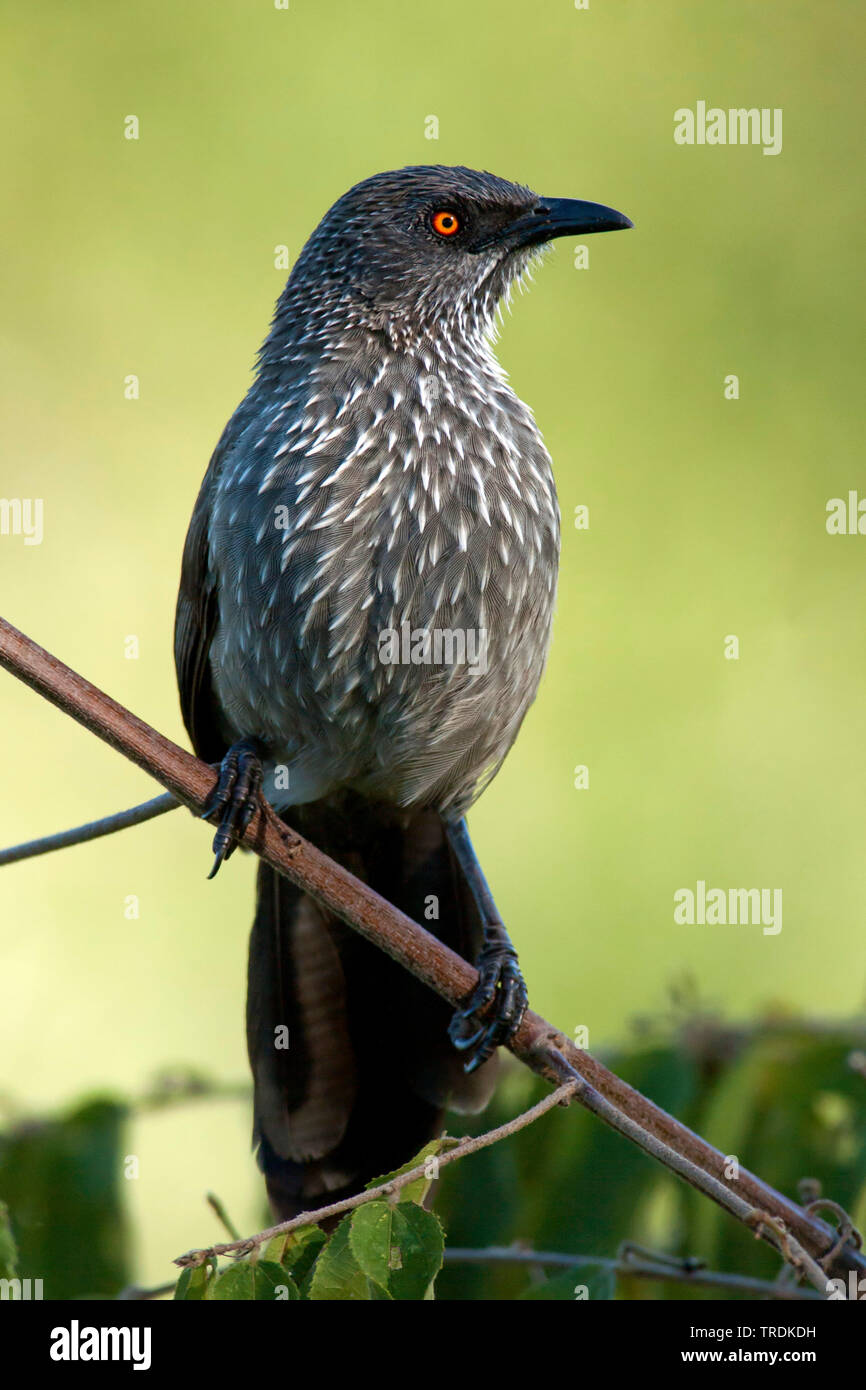 Contrassegnate da una freccia (babbler Turdoides jardineii), appollaiate su un ramoscello, Sud Africa, Lowveld Krueger National Park Foto Stock