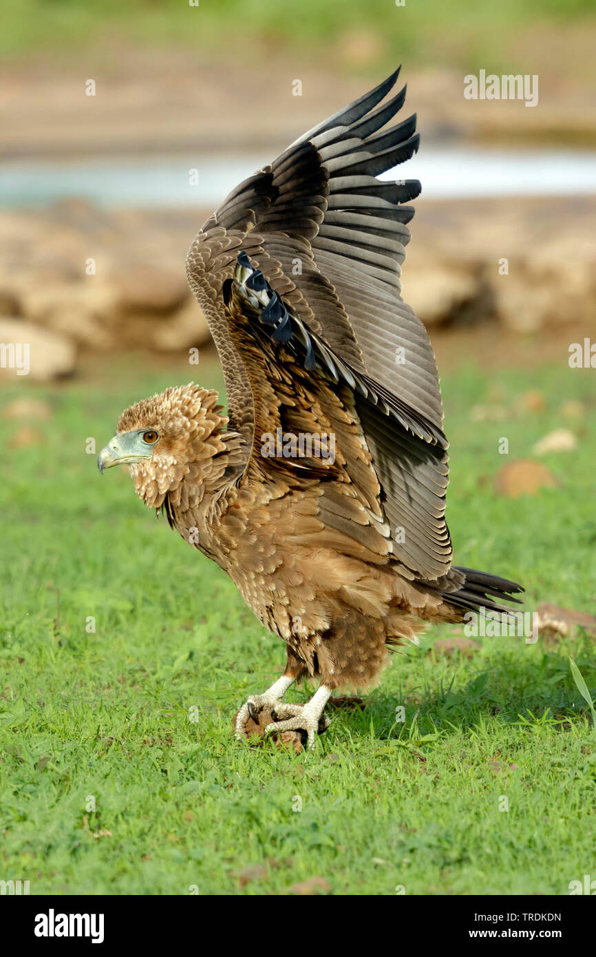 Bruno eagle (Aquila rapax), giovane bird stringendo in un buco nel terreno, vista laterale, Sud Africa, Lowveld Krueger National Park Foto Stock