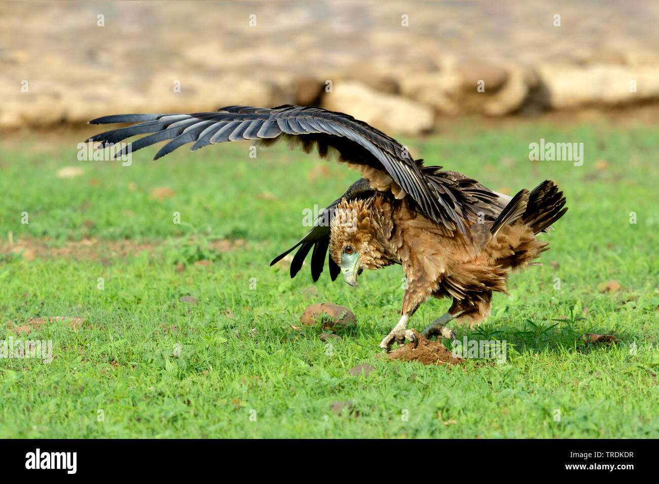 Bruno eagle (Aquila rapax), giovane bird stringendo in un buco nel terreno, vista laterale, Sud Africa, Lowveld Krueger National Park Foto Stock
