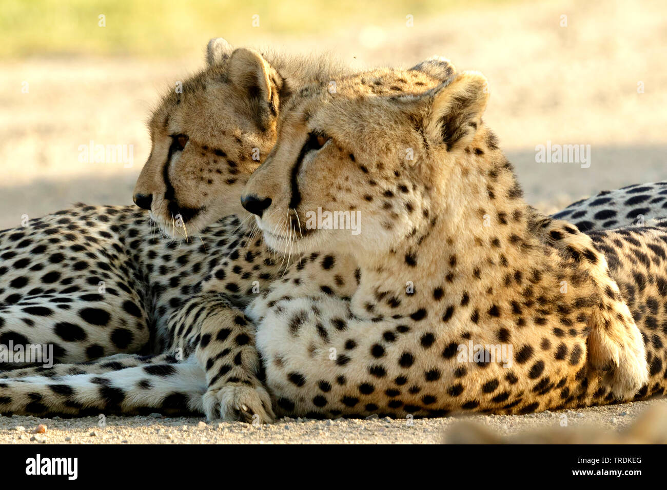 Ghepardo (Acinonyx jubatus), Mom con cub, Sud Africa Foto Stock