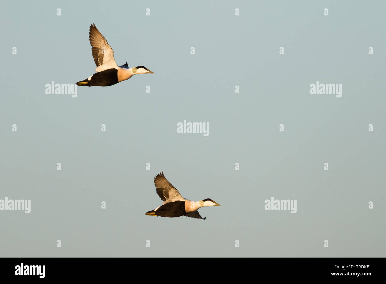 Eider comune (Somateria mollissima), i maschi adulti volare sopra il mare del Nord, Germania Foto Stock