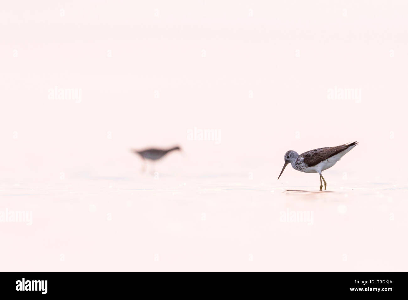 Comune (greenshank Tringa nebularia), trampolieri, Germania Foto Stock