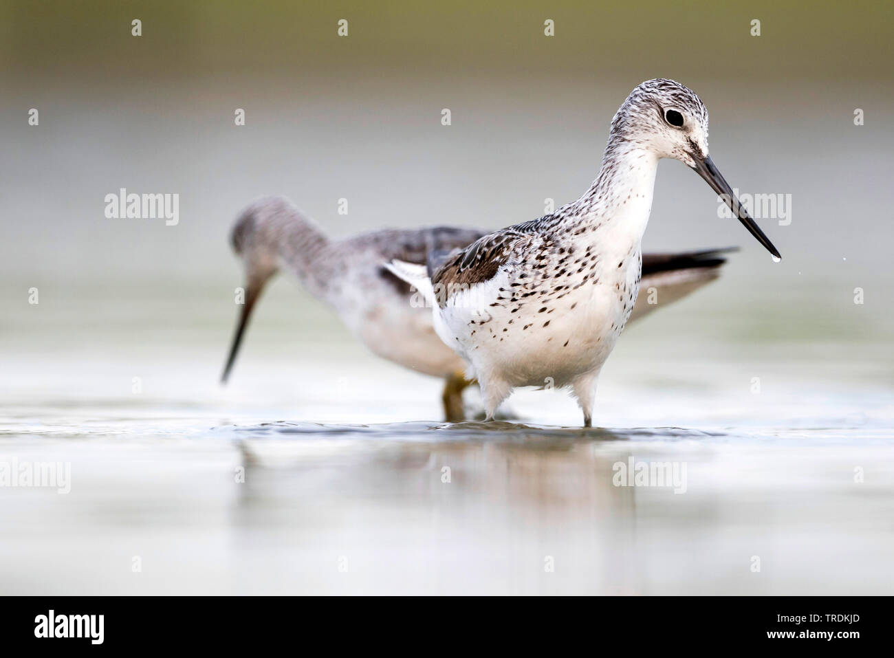 Comune (greenshank Tringa nebularia), trampolieri, Germania Foto Stock