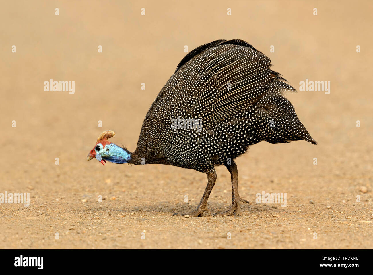 Helmeted faraone (Numida meleagris), Sud Africa - Mpumalanga Kruger National Park Foto Stock