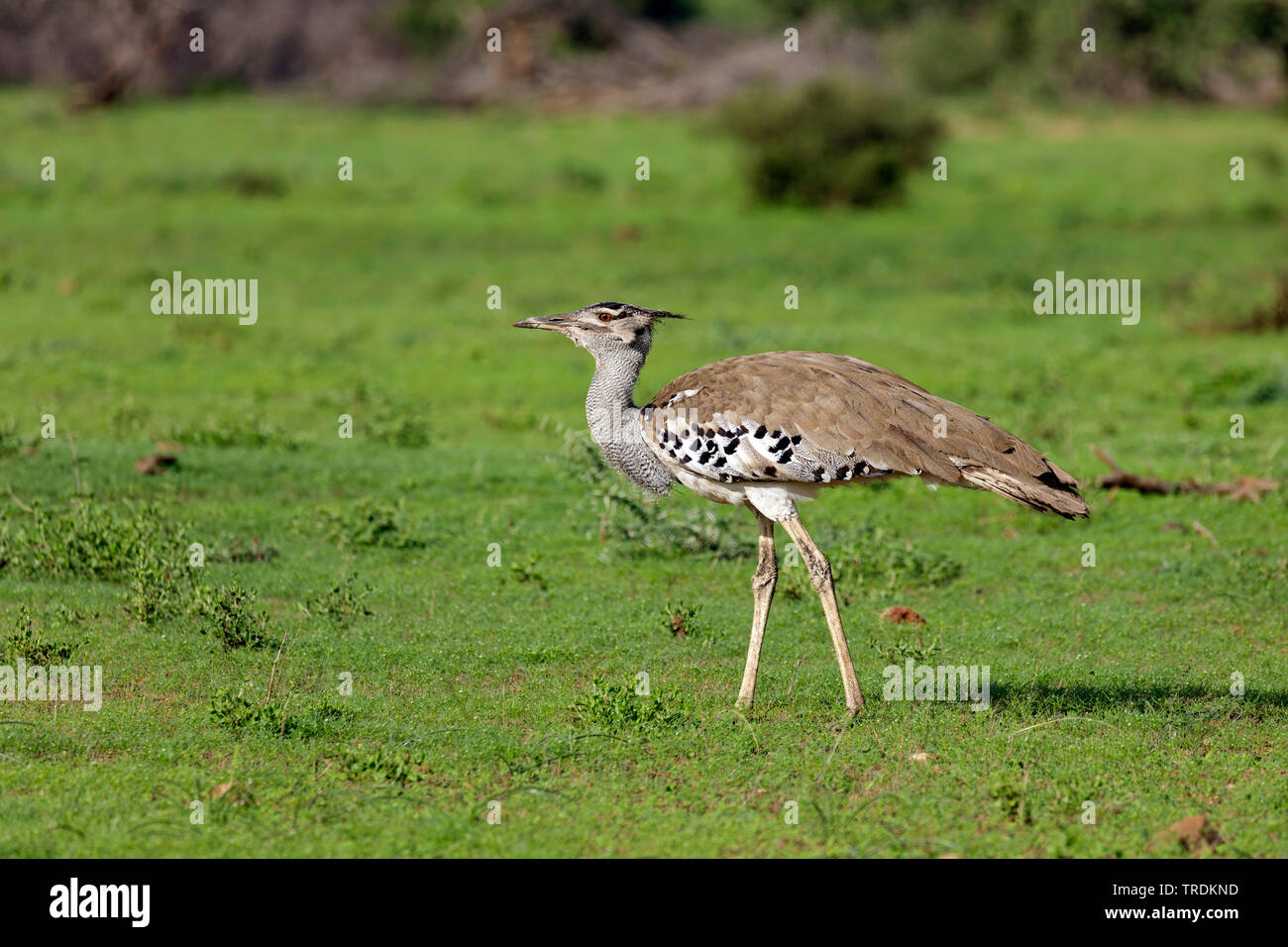 Kori bustard (Ardeotis kori), Sud Africa - Mpumalanga Kruger National Park Foto Stock