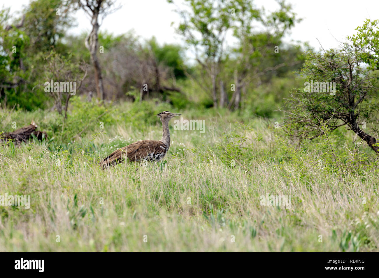 Kori bustard (Ardeotis kori), Sud Africa - Mpumalanga Kruger National Park Foto Stock