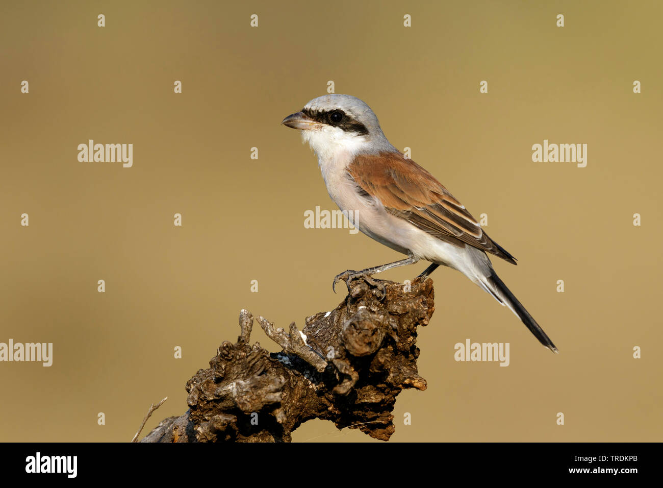 Red-backed shrike (Lanius collurio), seduto su un ramo, Sud Africa - Mpumalanga Kruger National Park Foto Stock