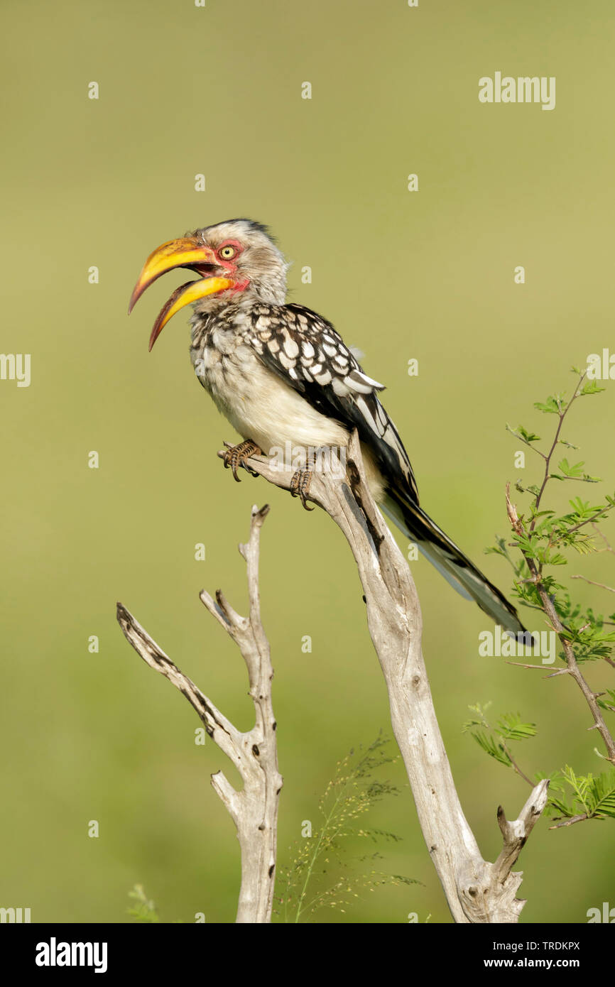 Southern Yellow-fatturati hornbill (Tockus leucomelas), seduto su un ramo chiamando, Sud Africa - Mpumalanga Kruger National Park Foto Stock