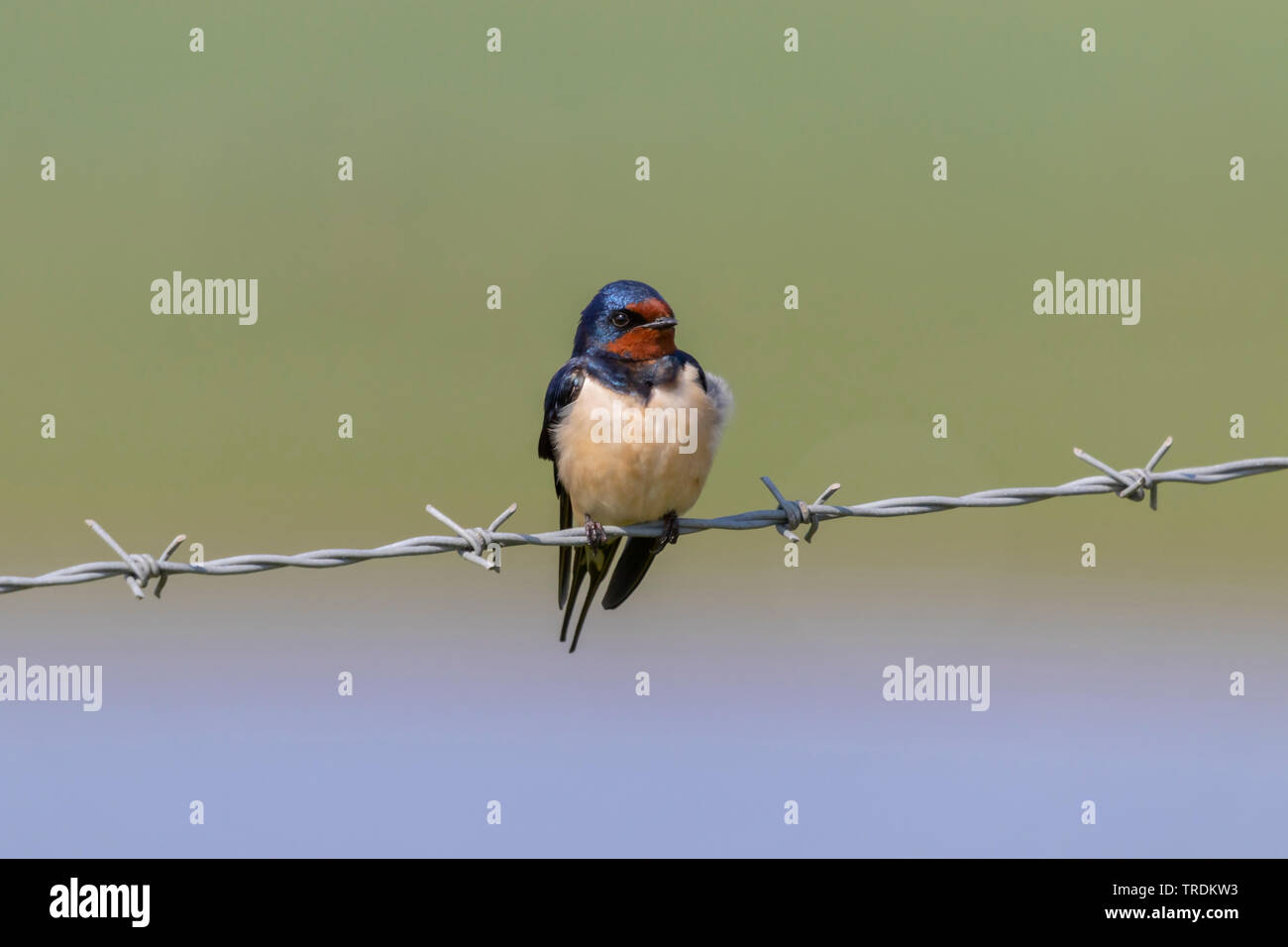 Barn Swallow Hirundo rustica Foto Stock