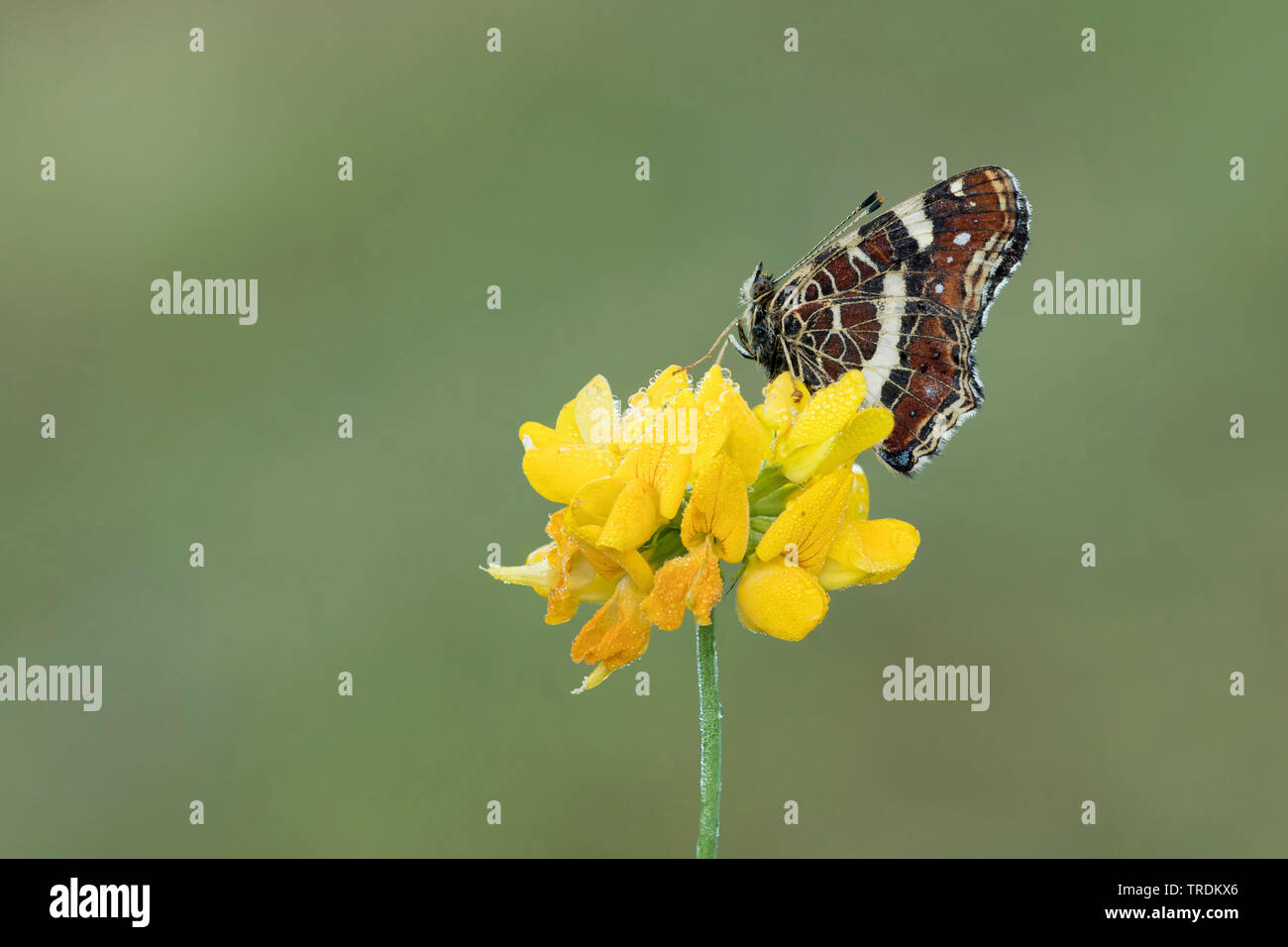 Mappa Butterfly (Araschnia levana), seduti su Birdsfoot trefoil, Paesi Bassi Utrecht Foto Stock